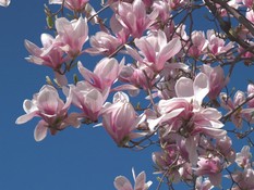 angera_fioritura_magnolie.jpg